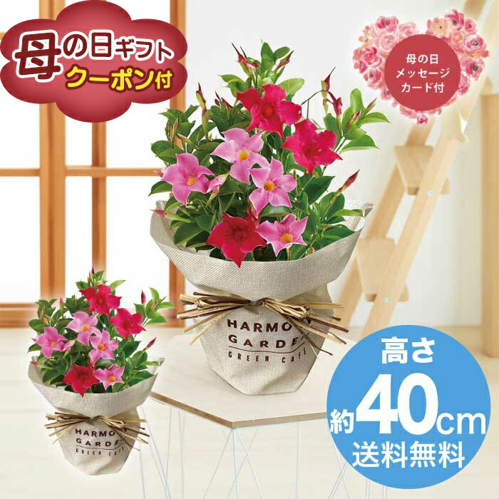 Flower Pots - ＼期間限定クーポン付／母の日 5/8-10お届け マンデビラ リップギャル 2026 ギフト HANA 花 hana お祝い プレゼント 6000円 送料無料 [直送商品]
