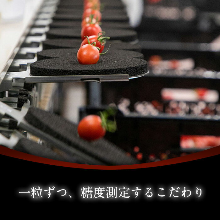 株式会社OSMIC FOODS [冷蔵][直送5]OSMIC FIRST QUEEN フルーツトマト 約450g 送料無料 【配送指定日不可】