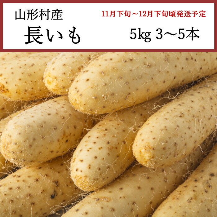 送料無料 長野県山形村産 長いも 5kg 3～5本 [直送商品]【綿半お歳暮】【11月下旬～12月下旬順次発送】【配送指定日不可】