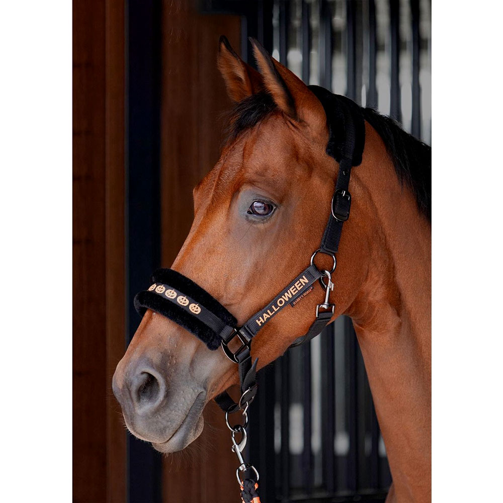 �ϥ꡼���ۡ������ʥ�����̵�������ꥻ�å�-�ϥ������� | �������ʡ�̵�������åȡ��ۥ륿�����ϥ륿�����İ������ϥ������塼�ࡡ����������å�����������󥿥�Halloween���ϥ���������