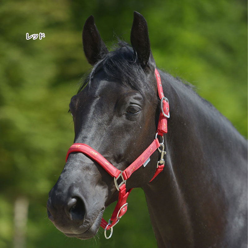 ����̵��