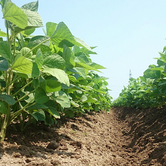 �����������ʼ�Ҥ��򻳤�������Ʀ800g