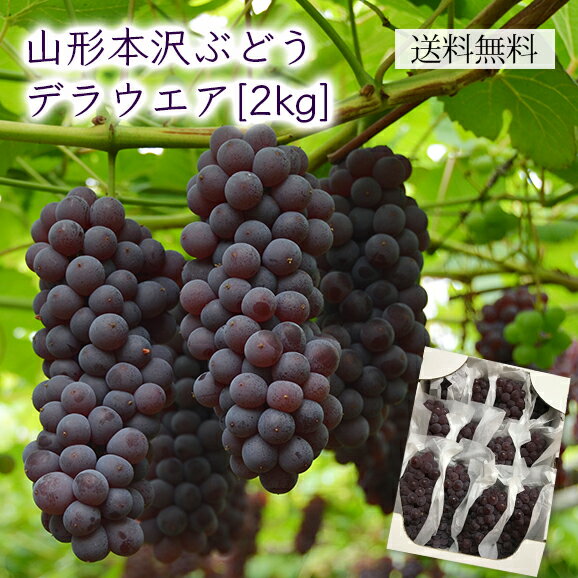 山形本沢ぶどうデラウエア約2kg(L〜3L/10〜16房)