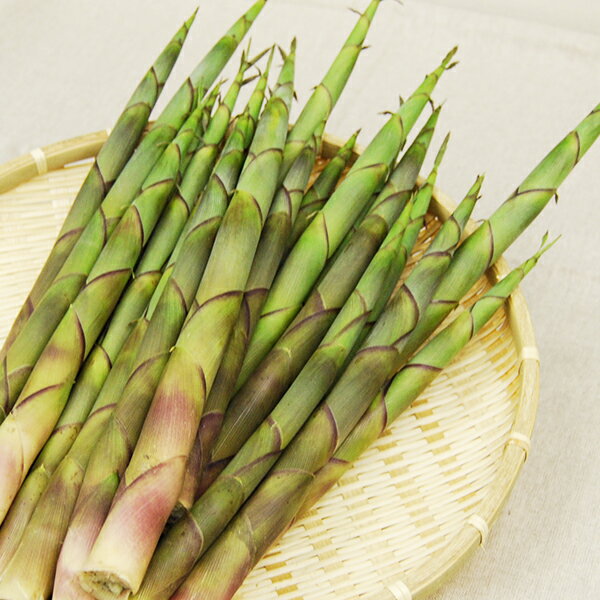 予約受付中：5月下旬頃より発送予定|渋谷さんの月山筍 約1kg(15本前後)のサムネイル