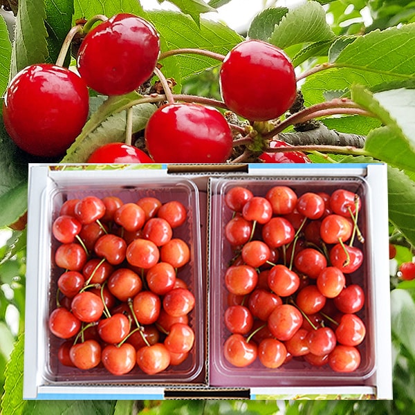 【 6月下旬頃発送予定 】 厳選 さくらんぼ 紅秀峰 1kg