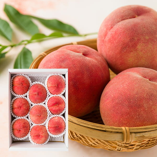Peach - 予約受付中：8月下旬頃より発送予定|極上白桃 川中島 約3kg(10玉前後)