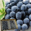 名称 生ブルーベリー 内容量 約1kg(500g×2パック) 産地 山形県山形市 生産者 100BERRIES（山形県山形市） のし 対応可 お届け時期 7月中旬～9月上旬　 発送が始まってからのご注文の場合でも、ご予約状況と収穫状況によって、発送まで1か月ほどお時間を頂戴する場合がございます。 ご予約順に順次発送しますので、予めご了承ください。 お届け方法 　 ※[送料無料]の商品についても、中国・四国・九州地方へのお届けは550円、沖縄県へのお届けは2,200円の別途送料を頂戴いたします。 ご注意 ●季節商品のため配送日指定は承っておりません。時間指定は承れます。 （ただし、時間指定をすると本来お届けできる日程よりも遅くお届けになる可能性があるためおすすめしておりません。ご注意くださいませ。） ●箱、詰め方は画像と異なる場合がございます。 ●納品書、請求書などは同封しておりません。 ●保証期間は到着日限りとさせていただきます。 ●ギフト対応でご注文される方は、受け取られる方へ予めご連絡しておく事をお勧めいたします。長期不在等で商品の傷みが増したり、受け取ることが出来なかった場合、責任をお受けいたしかねますので、予めご了承ください。山形の完熟生ブルーベリー約1kg(500g×2パック) 完熟してから収穫！甘くて濃厚な味わいのブルーベリー 山形県山形市で栽培されているブルーベリーをお届けします。完熟してから収穫するため、酸味がなく極甘なブルーベリーです。 この「国産完熟生ブルーベリー」は木の上で完熟させてから収穫します。そのため、口に入れた時に感じる酸味はほとんどなく、甘く濃厚な味わいです。ブルーベリーの糖度は高いと30度を超えることも！なるべく大粒の状態になってから収穫するため、食べ応えもあり、たくさんの果汁が口の中に広がります。 農薬不使用、肥料も与えずに栽培しているので安全安心 ハンドレッドベリーズのブルーベリー栽培には農薬を使っていません。畑に専用土とチップをかき混ぜたものを使うなど、長年の栽培経験で培った手法により、農薬を使わず、肥料も与えない栽培を実現しています。ぜひ、安心して生で思い切り食べて頂きたいブルーベリーです。 100BERRIES ハンドレッドベリーズとは ハンドレッドベリーズとは、ブルーベリーやパッションフルーツ、レモンなど、山形で栽培される果物の中ではめずらしい果物を中心に栽培している生産者です。 代表の石岡さんは、脱サラをして農業を始めました。仕事で県外に赴任していた際にブルーベリーと出会い、ブルーベリーに魅了されて山形にUターンした後に就農したとのだそうです。 ブルーベリーに魅了されただけあって、ブルーベリーへのこだわりは人一倍！食べる人が喜んでくれる美味しいブルーベリーを作るためなら、手間や時間を惜しみません。石岡さんが生食で出荷するブルーベリーは大粒で完熟したものばかり。ブルーベリーの糖度は高いと30度を超えることもあり、ほとんど酸味を感じないブルーベリーです。大粒なので食べ応えも十分！リピーターが多いのも納得です。 山形市南部にある100BERRIESのブルーベリー畑では、ブルーベリーがのびのびと育っています。 しっかり完熟してから収穫した、超大粒で甘いブルーベリーです。口の中いっぱいに広がるブルーベリーの美味しさをぜひお楽しみください。 取材スタッフより 6月末の梅雨の晴れ間に、ハンドレッドベリーズ石岡さんのブルーベリー畑におじゃましてきました。 山形市内に数か所ある畑のうち、こちらの畑では600本前後ものブルーベリーを栽培していらっしゃいます。こちらの畑は元々田んぼだったところに専用土を入れ、木製チップを敷き、水はけの良い園地になるよう整えたのだそうです。 この日はちょうど、今シーズン最初の収穫日ということで、ダロー、ランコーカス、タイタン、トワイライト、ユーリカ、オーピーアイ、ラビットアイなど、様々な品種がたくさん実っていました。ハンドレッドベリーズのブルーベリーと言えば、完熟で甘いのが人気の理由ですが、実を摘み取る際、完熟のものは力を加えなくても自然にポロポロと取れるのだそうです。 「食べてみる？」と数粒いただいたのですが、その甘いこと！改めて、石岡さんのブルーベリーの美味しさを実感しました。 その後、近くにあるもう一か所の畑にもおじゃましましたが、こちらではブルーベリーに加えて雪国レモンやパッションフラワーを栽培していて、ちょうどパッションフラワーとレモンの花が咲いていました。パッションフラワーはこんなに美しい花が咲くのですが、たった一日しかその姿は見られないのだそうです。 また、レモンにはアブラムシがたくさん付いてしまうそうなのですが、「ニームオイル」というオイル（科学的なものではなく、自然なオイル）を葉面散布することで、薬剤などを使わずに除去できるとのこと。こうやって手間ひまかけて作る雪国レモン、農薬不使用で皮も美味しいのでぜひ食べて欲しいと石岡さんがおっしゃっていました。 畑の周りには、野菜やハーブ、ラズベリーなども自家用として栽培されていて、ハーブ好きな私としてはそちらも興味深々でした。 ハンドレッドベリーズさんの安心安全なフルーツをぜひ味わってみてくださいね。 制作担当　山澤