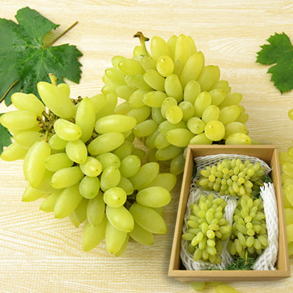 予約受付中：10月上旬頃より発送予定|松田さんのぶどうピッテロビアンコ約1.5kg(3房前後)のサムネイル