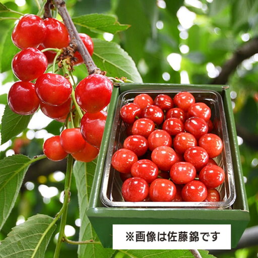 予約受付中:6月下旬頃より発送予定|【きれい詰め】極旨さくらんぼ紅秀峰 約500g 2Lサイズ以上 予約受付中:6月下旬頃より発送予定|【きれい詰め】極旨さくらんぼ紅秀峰 約500g 2Lサイズ以上
