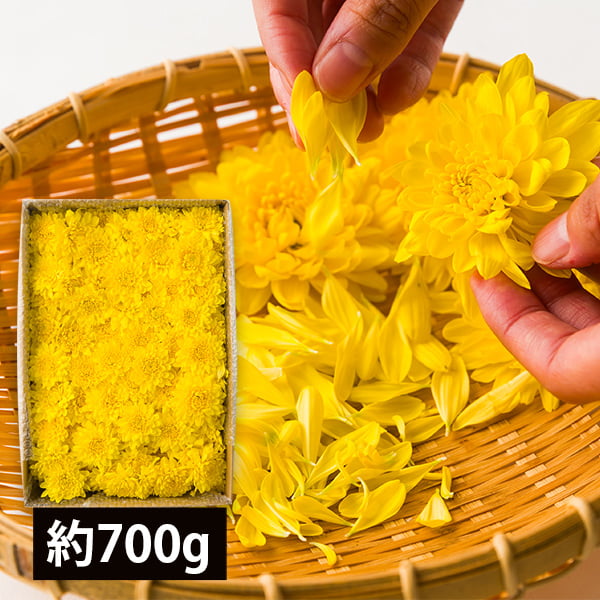 今が旬！発送期間中| 山形県産食用菊ことぶき約700g／KappyFarm 食用菊 菊の花 食べられる菊 エディブルフラワー 山形の菊 郷土料理
