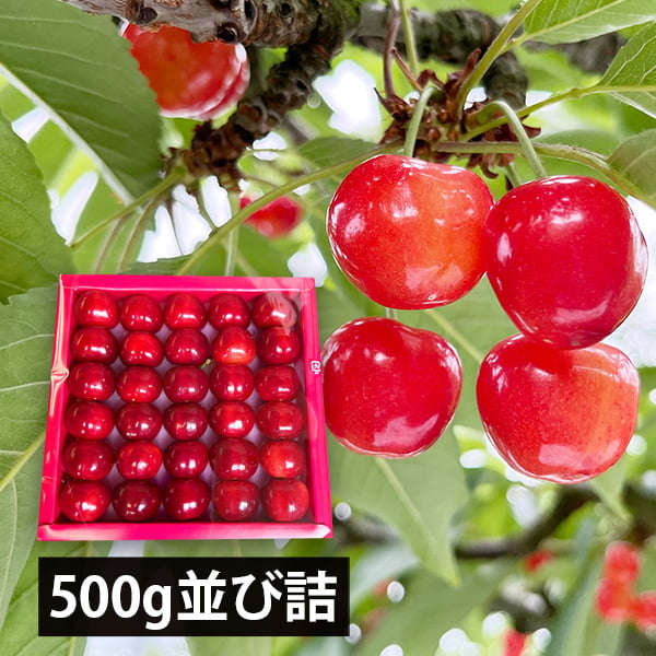 【ポイント2倍】予約受付中：6月下旬頃より発送予定|大粒芳醇さくらんぼ紅秀峰500g並び詰3Lサイズ