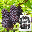 予約受付中:7月上旬頃より発送予定|山形本沢ぶどうデラウエア約2kg(L~3L/10~16房)