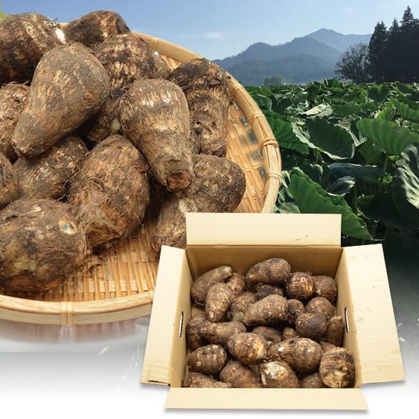 高価な里芋|秋の人気野菜!美味しい国産のブランド里芋の通販 高価な里芋|秋の人気野菜!美味しい国産のブランド里芋の通販