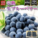予約受付中:7月中旬頃より発送予定|山形 完熟 生ブルーベリー 約1kg ( 500g×2パック ) 箱入り ブルーベリー 国産 1キロ フルーツ 果物 山形県...