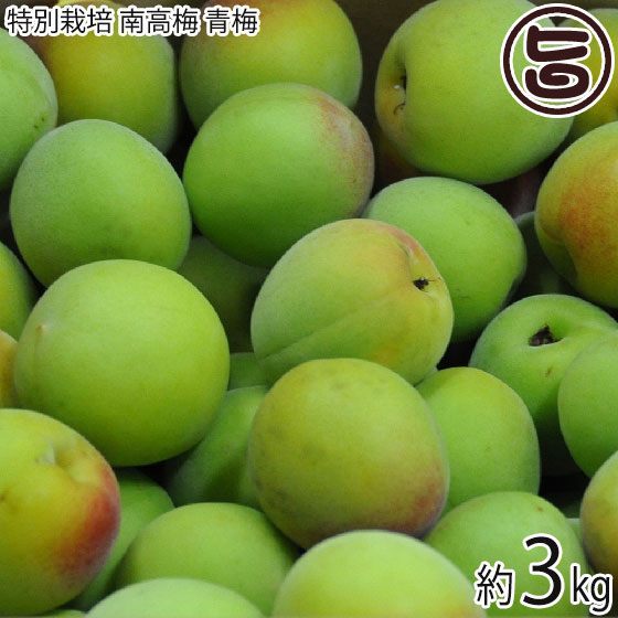 【期間限定 6月15日〜6月25日出荷】堀うち農園 特別栽培 南高梅 青梅 3kgバラ L〜2...