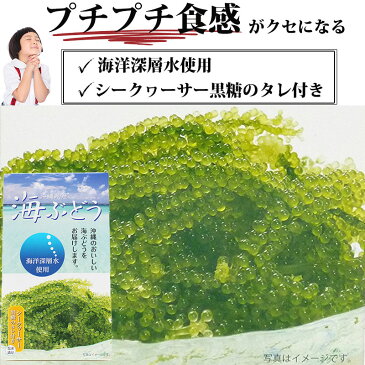 海ぶどう 沖縄県産 海洋深層水使用 シークヮーサー黒糖タレ付き 60g×1箱 沖縄土産 人気 お土産 珍味 おつまみ 人気 父の日 送料無料