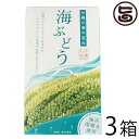 楽天旨いもんハンターグローアップコーポレーションF 海ぶどう 120g×3箱 海洋深層水使用 海藻 うみぶどう 沖縄 土産 定番 人気