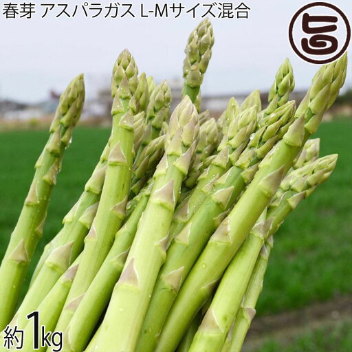 春芽 アスパラガス 1kg L-Mサイズ混合 春芽 アスパラガス 1kg L-Mサイズ混合