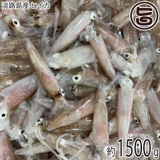淡路島産 ヒイカ 1500g 昼網鮮魚 国産 兵庫県 淡路島近海水揚げ 大きさ混合 一部地域配送不可のサムネイル