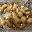 高知県産 囲生姜 500g×1箱