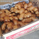 高知県産 囲生姜 1kg×1箱