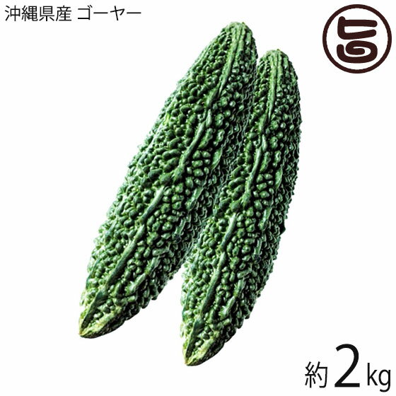 【名称】ゴーヤ 【内容量】約2kg 【賞味期限】■丸のまま：1〜2日程度 ■カットゴーヤ：切って中の種とワタを取りだしたゴーヤは、1週間程度 【原材料】沖縄県産ゴーヤ 【保存方法】商品到着後は、冷蔵庫の野菜室に入れて保存します。かすかに濡れた新聞紙に包むと更にGOOD! 【お召上がり方】■スライス冷凍ゴーヤ：先ほどの様にゴーヤを縦半分に切って、中のワタと種を取り除き、ゴーヤを薄くスライス、次に沸騰したお湯で固茹、しっかりと水気をふき取り、ラップなどで小分けに包んでから、フリーザーバッグに空気を抜いて入れて冷凍保存します。1月程度は、もちます。使用する時は、解凍せずにそのまま、調理してください。 ■乾燥ゴーヤ：薄くスライスして、ざるやかごに重ならないように2〜3日天日干し。保存は、密閉容器で、乾燥剤と一緒に入れて、冷暗所か冷蔵庫で保存します。約半年は、持ちます。使用する際は、30分〜1時間程度水で戻したら普通のゴーヤのように調理できます。 ゴーヤチャンプル ゴーヤの佃煮 ゴーヤのおひたし ゴーヤと卵の油炒め ゴーヤと茄子の味噌炒め 等々色々なレシピがございます。お試しください。【販売者】株式会社オリーブガーデン（沖縄県国頭郡恩納村） メーカー名 琉宮青果 原産国名 日本 産地直送 沖縄県 商品説明 採れたて新鮮なゴーヤーを沖縄県より産地直送！「ゴーヤ（ゴーヤー）」は沖縄の方言で、実際には「ニガウリ」「ツルレイシ」などと呼ばれています。ゴーヤーは苦みが特徴ですが、ゴーヤならではの栄養成分(モモルデシン・ビタミンC・鉄分・食物繊維・カルシウム)が含まれています。定番のゴーヤチャンプルーの他、サラダ、天ぷら、炒め物などアレンジ料理様々！夏季限定です。宅急便：冷蔵着日指定：×不可 ギフト：×不可 ※重要なお知らせ：※収穫・発送準備ができ次第出荷させていただきます。生育具合によりお時間がかかる場合もございます。必ず一度目の配達でお受け取りいただけるようお願いします。 不在の恐れがある場合は、送り状お問合せ番号を最寄りの営業所にご連絡の上、 在宅時間をお伝え下さいますようお願いいたします。 生鮮食品・青果は、商品特性上保管期間を過ぎると処分になる場合がございます。 保管期間中の品質については、保証できかねます。 ※産地直送品につき、出荷後商品の返品・交換はお受けできません。※生産者より産地直送のため、他商品と同梱できません。※納品書・領収書は同梱できません。　領収書発行は注文履歴ページから行えます。 こちらの商品は一部地域が配送不可となります。 配送不可 離島 ※「配送不可」地域へのご注文はキャンセルとなります。