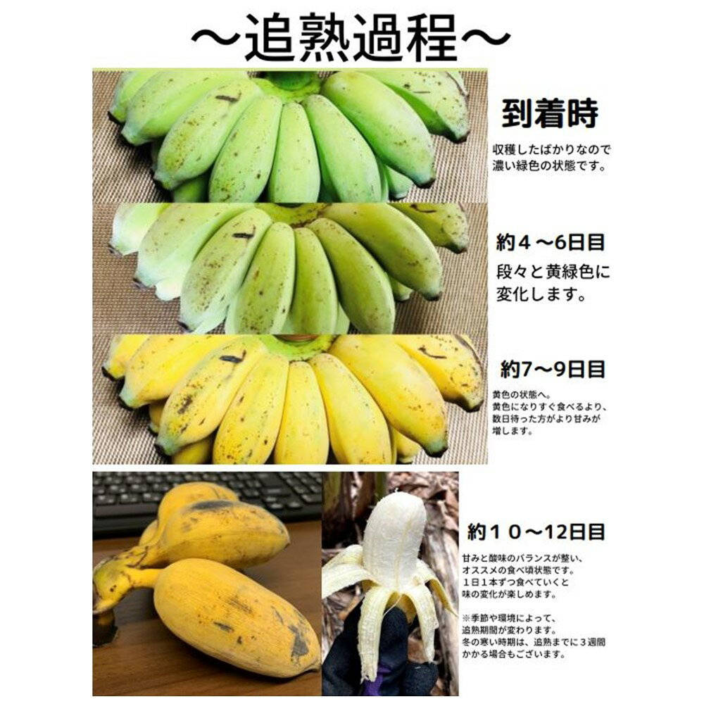 もっちり ぐしちゃん銀バナナ 約3kg 実20本前後 沖縄県八重瀬町産 有機栽培 無農薬