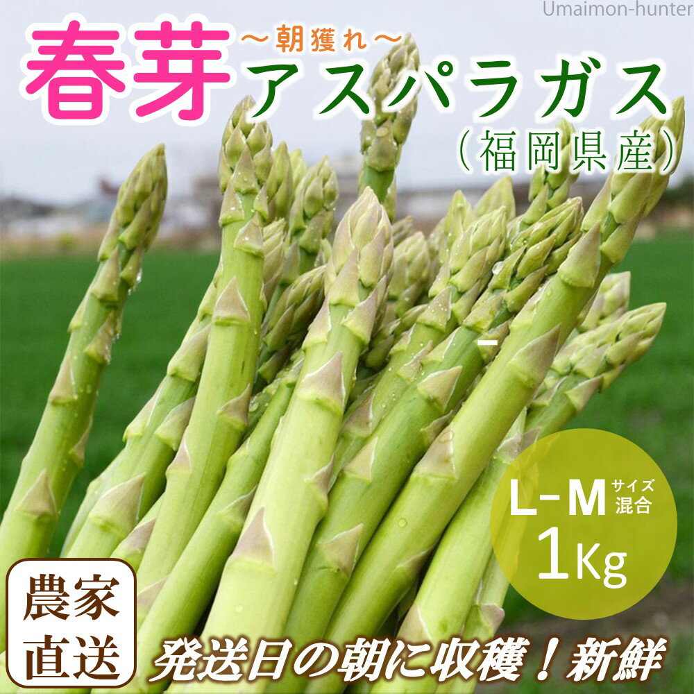 春芽 アスパラガス 1kg L-Mサイズ混合