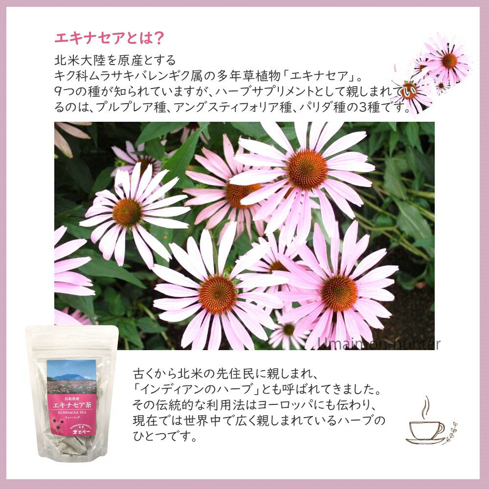 茶三代一 エキナセア茶 ティーバッグ 10g(1g×10袋)×6袋 3