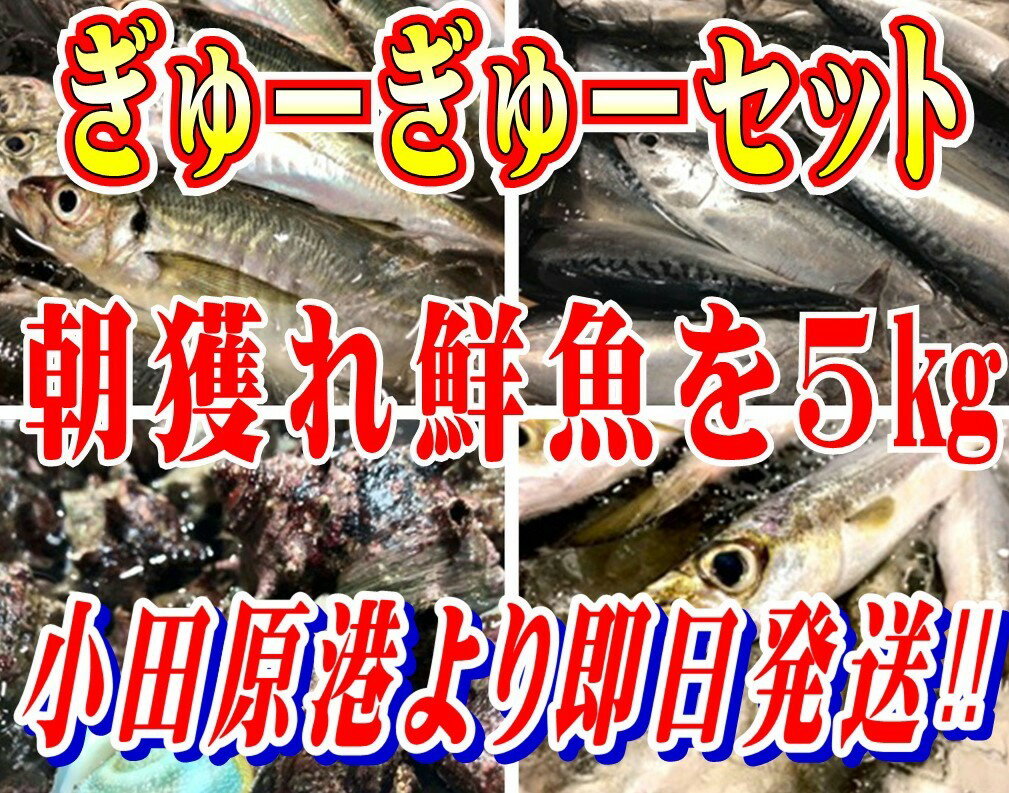 鮮魚セット 小田原 朝獲れ ぎゅうぎゅうセット 5kg 【その日に水揚げされた鮮魚の詰合せ】早朝、競り落とした魚を詰め込んで即日配送いたします【冷蔵便】小田原 産地 直送 販売 詰め合わせ 取り寄せ ネット スーパー 新鮮 人気のサムネイル