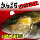 かんぱち・活き締め・約3.0kg・刺身用・生食用【小田原港より即日発送/うまいもの市場・活〆シリーズ】鮮度重視、旨味が違います【冷蔵便】