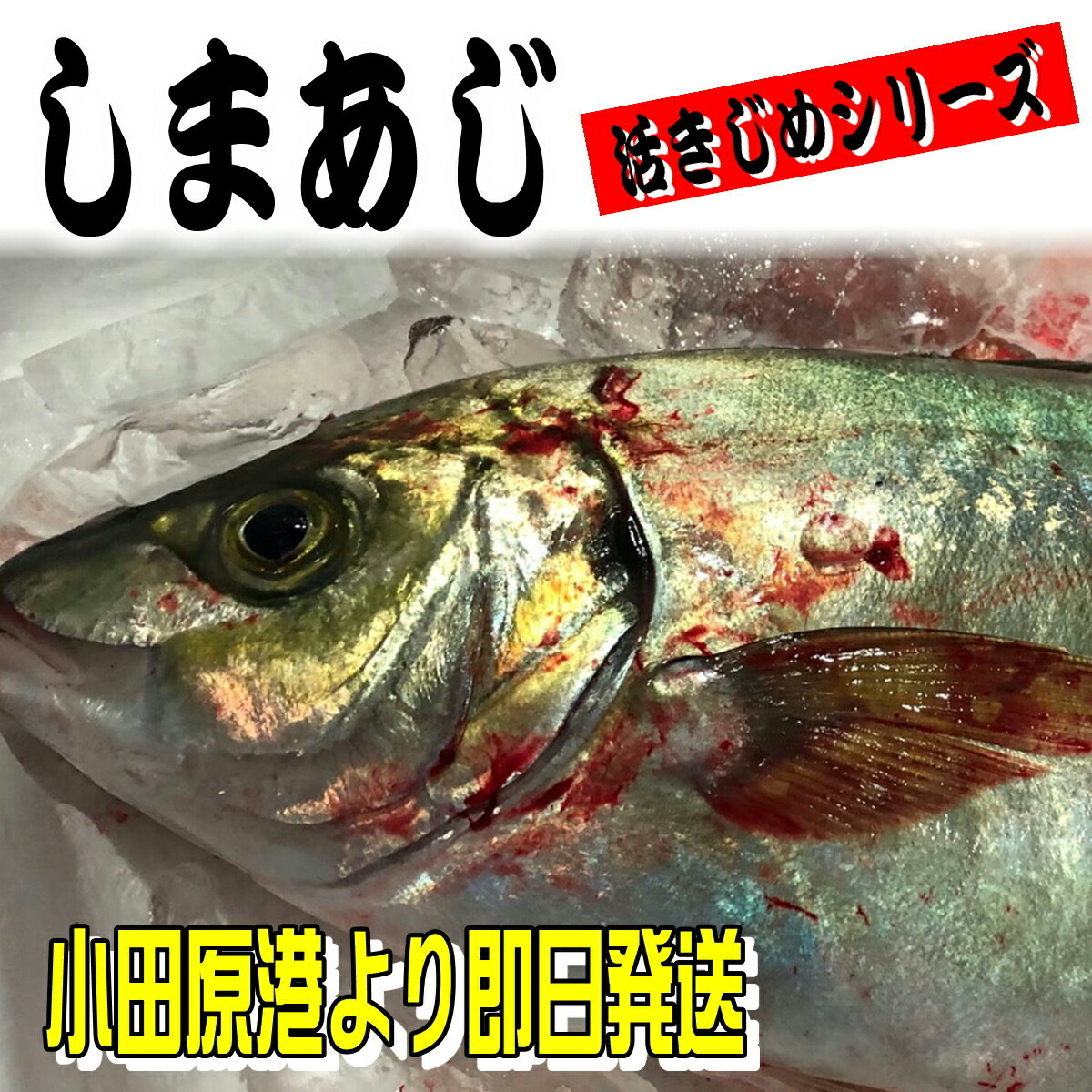 しまあじ 活き締め 約1.2kg 刺身用 生食用 【 小田原港 より 即日発送 / うまいもの市場・活〆シリーズ 】 鮮度重視、旨味が違います 【冷蔵便】