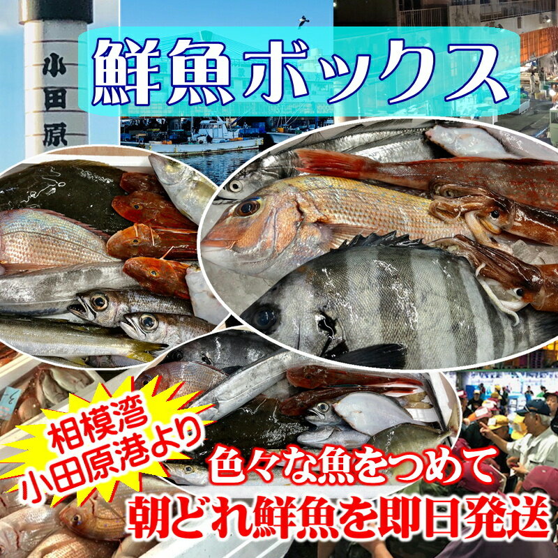 鮮魚セット 相模湾 朝獲れ 鮮魚ボックス 2kg 【その日に水揚げされた鮮魚の詰合せ】早朝、競り落とした魚を詰め込んで即日配送いたします【冷蔵便】小田原 産地 直送 販売 詰め合わせ 取り寄せ ネット スーパー 新鮮 人気