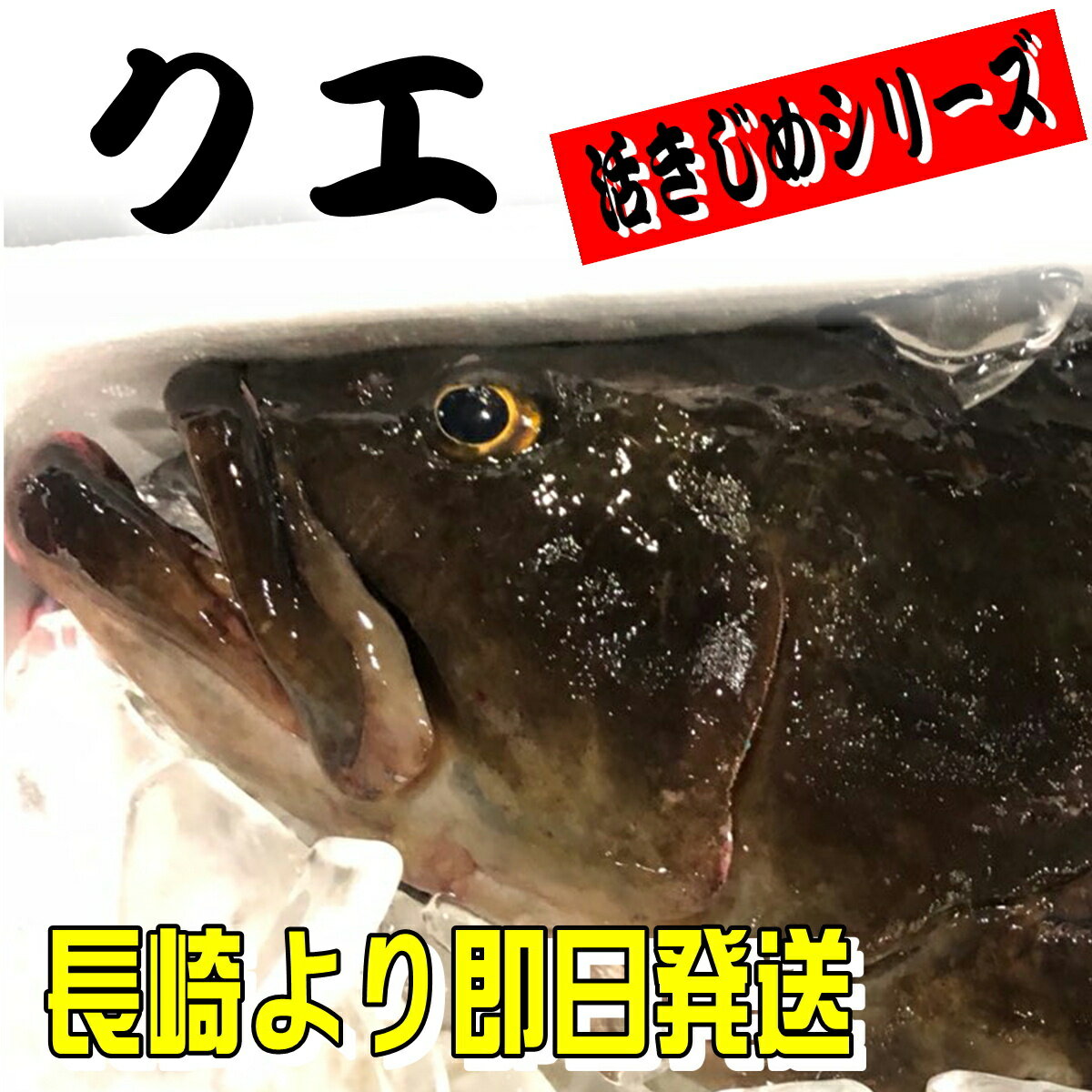 クエ 本くえ ( 活じめ ・ 養殖 ）約4kg前後　刺身用　【　高級魚・産地直送　】　高級料理店、高級居酒屋・こだわりの店などでお使いいただいております　【冷蔵便】