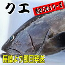 クエ 本くえ ( 活じめ ・ 養殖 ）約3kg前後　刺身用　【 高級魚・産地直送 】　高級料理店、高級居酒屋・こだわりの店などでお使いいただいております　【冷蔵便】