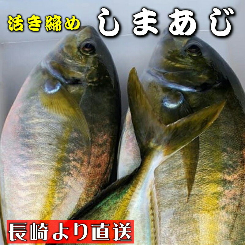 しまあじ 活き締め 約1kg 養殖 刺身用　【 長崎養殖場より直送いたします 】　シマアジ、高級料理店、..