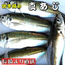 真あじ 活き締め 10尾入り（1尾400g） 養殖 刺身用　【 長崎養殖場より直送いたします 】　真鯵大型サイズ、高級料理店、高級居酒屋・こだわりの店などでお使いいただいております【冷蔵便】