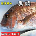 真鯛 活き締め 約3.5kg 養殖 刺身用　【 長崎養殖場より直送いたします 】　真鯛大型サイズ、高級鮮魚【冷蔵便】