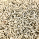 ちりめん かちり 干し 1kg 【国内産】 毎日小魚を食べよう! 【冷凍便】