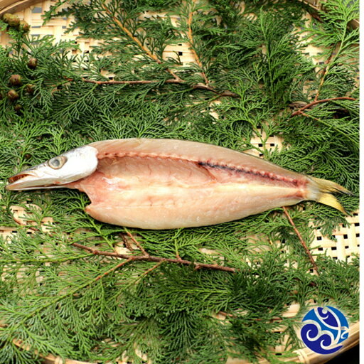 かます干物 12枚(1枚約100g)【小田原老舗大半の干物】こだわりの手開き、地元でも愛され長く干物づくりを行っています【冷凍便】 かます干物 12枚(1枚約100g)【小田原老舗大半の干物】こだわりの手開き、地元でも愛され長く干物づくりを行っています【冷凍便】