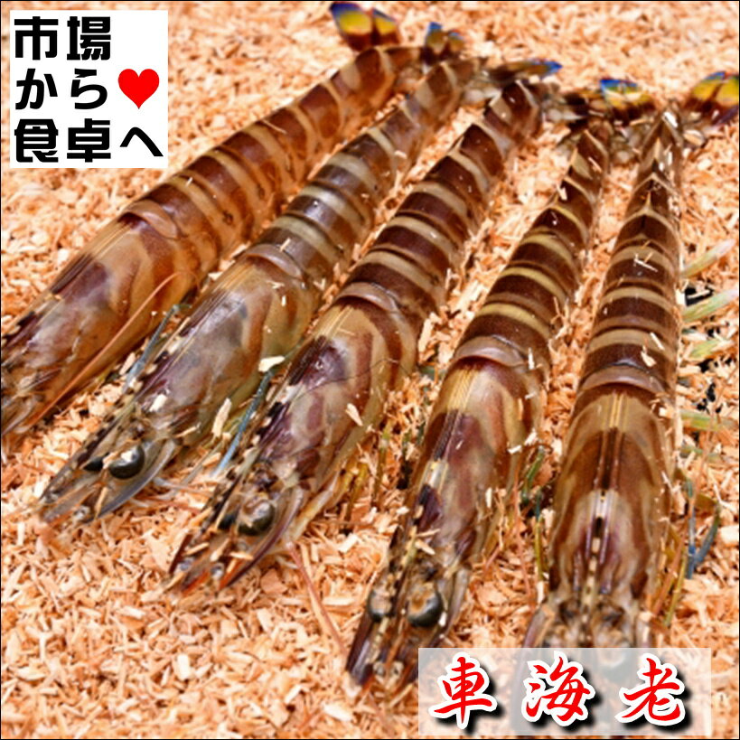 車海老 1kg(40〜50尾)【刺身・天ぷらで】高級食材・活き車えび【冷蔵便】