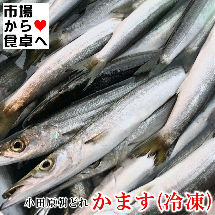 かます 小(冷凍) 1kg【相模湾小田原産】獲れたてを急速冷凍、天ぷら・フライ・煮付、塩焼などに【冷凍便】