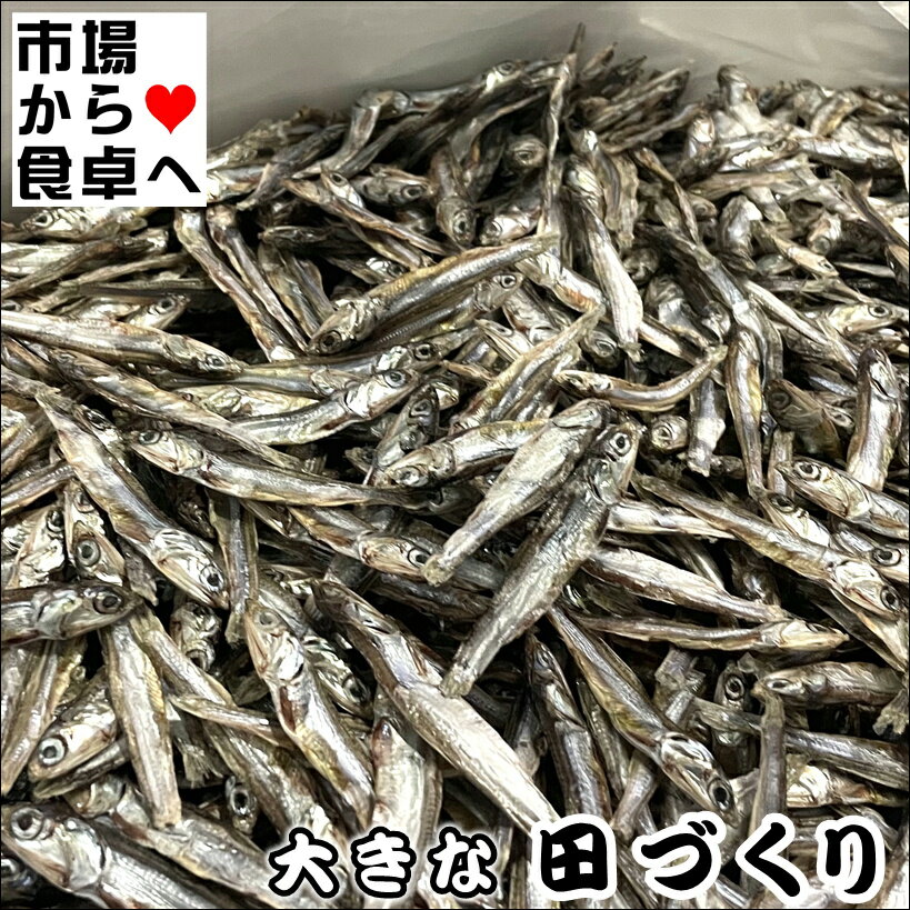 田作り(ごまめ)大サイズ 1kg【 おせち料理・佃煮 】大きいだけで訳あり品【常温便】