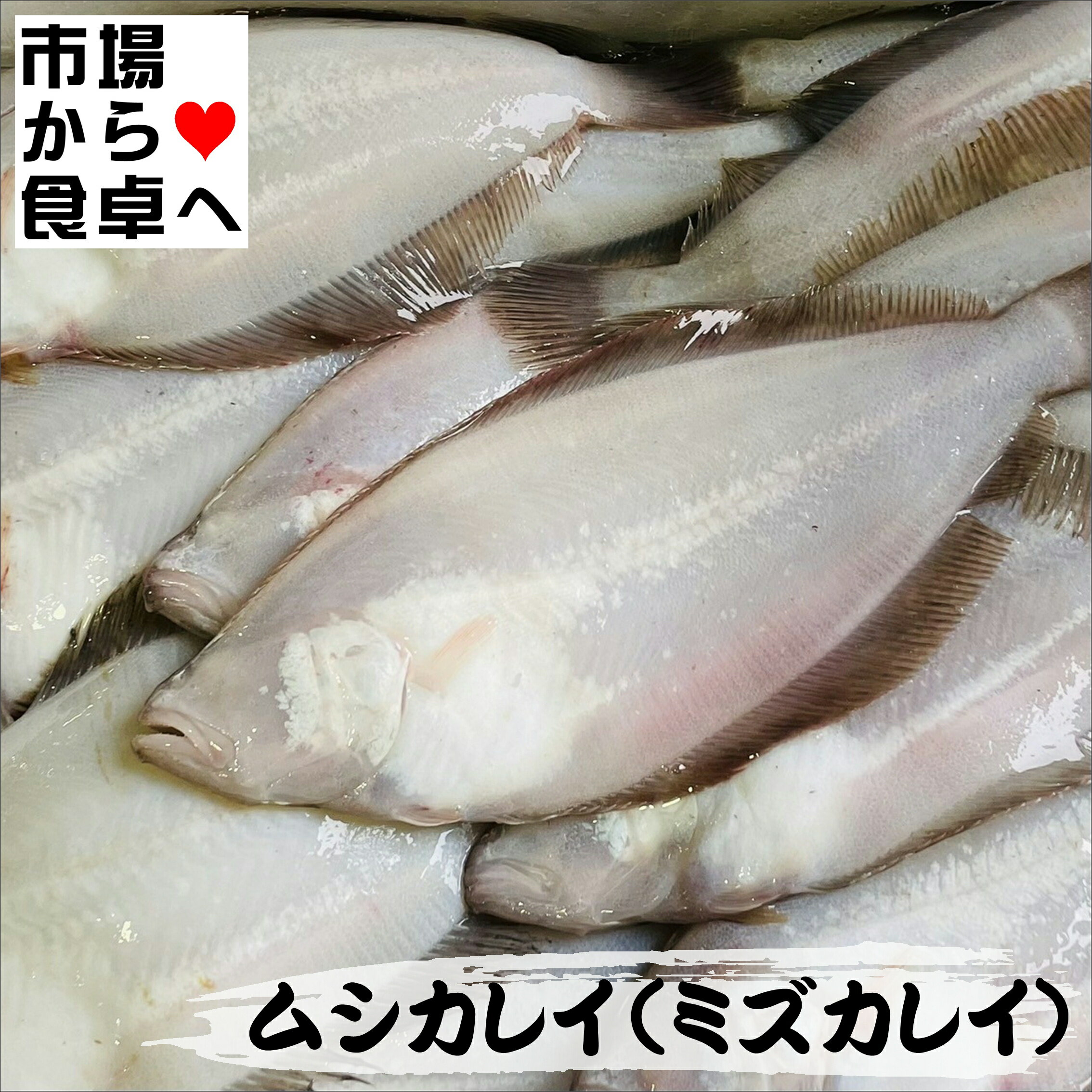 ムシカレイ(水かれい)1kg【冷凍・未調理・ラウンド】焼き魚、煮付、から揚げに【冷凍便】