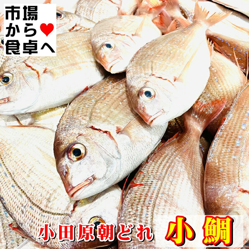 小鯛 チダイ(冷凍)1kg【相模湾小田原産】獲れたてを急速冷凍、笹漬け、酢の物、丸...