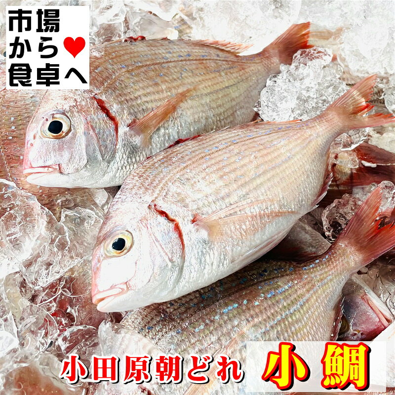 小鯛 チダイ(冷凍)1kg【相模湾小田原産】獲れたてを急速冷凍、笹漬け、酢の物、丸...