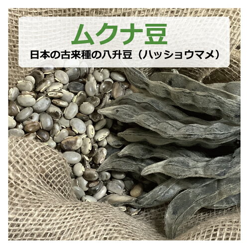 ムクナ豆 (日本の古来種の八升豆) 100g (ハッショウマメ) 【ゆうパケット対応】 【健康サポート農園】無農薬・無化学肥料・無除草剤 自社農園 大阪産 ムクナ Mucuna 八升豆 むくな豆 ドーパミン Lドーパ l-dopa レボドパ 国産