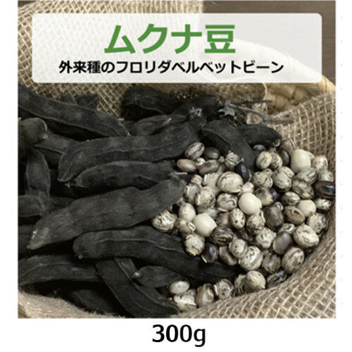 ■商品名：ムクナ豆 ■品種：フロリダベルベットビーン ■内容量：300g ※自然のものなので豆自体の重量は多少前後する場合があります。 ■商品説明： ムクナ豆は元々南方系の産物で、日本でも古くから栽培されています。 つる性の植物で、1つの花房から数本がぶら下がるようにさやが付き、豆は黒・白・黄褐色をしており、豊富に栄養が含まれています。 中でも、ムクナ豆に含まれる天然成分L-ドーパというアミノ酸の一種が現在知られている植物の中で、最も多く含まれることが分かり注目を集めています。 ムクナ豆には多くの種類がありますが、健康サポート農園では日本の古来種の「八升豆」と外来種の「フロリダベルベットビーン」の2種類を栽培しています。農薬・化学肥料・除草剤不使用です。鞘と豆の色は多少異なりますが、栄養成分や機能成分量に関しては両者に大きな違いはありません。 ※ムクナ豆は生や半生ではなく、必ず加熱してからお召し上がりください。 また、1日3回、1回に3粒程度が目安です。1日約9gで8日分の内容量となります。 ご自身の体調に合わせて適量をお決めください。妊婦の方はお控えください。 ムクナ豆の質問 ・乾燥のために加熱処理などを行っていますか？ 回答 当店のムクナ豆は自然乾燥させたもので加熱処理はしておりません。 さや付きムクナ豆は収穫後、自然乾燥させたもので、豆のみのムクナ豆は自然乾燥させたさや付きムクナ豆から豆をとり出したものとなります。どちらも自然乾燥させてそのまま保管しています。 【メール便（ヤマトメール便、ゆうパケット、定形外郵便）の注意点　※必ずお読みください】 ※送料は、最終の発送完了メールにてご確認をお願いします。※メール便は、ポスト投函のため代引・同梱不可、日時指定不可となります。また、ポストに入らない大きさの場合、配送業者持ち帰りとなります。※メール便の場合、万一、破損・紛失しても補償の対象外となります。また、厚み制限のため、緩衝材やプチプチを使用しない場合もありますので、その点をご了承いただいた上でご利用ください。※商品タイトルに記載以上の数量の購入や、他の商品も一緒に購入される際には、 宅配便に変更（宅配便の送料に変更）、または、別途追加料金が発生する場合がございます。※ 「ゆうパケット送料無料」と書かれた商品と宅配便の商品を同時にご注文された場合には、ゆうパケットで送れないため、宅配便でまとめてお送りします。 その際、表記上は「送料無料」と表示されますが、のちほど送料加算のご連絡をさせていただきます。 ※「ヤマトメール便」、「ゆうパケット」は追跡番号がありますが、定形外郵便は追跡番号がありません。※メール便には「ヤマトメール便」、「ゆうパケット」、「定形外郵便」がありますが、選択はできず、タイトル記載にあるメール便のみとなります。メール便の詳細はこちら（「メール便（ヤマトメール、ゆうパケット、定形外郵便）について」をご確認下さい）やる気がなくなった人、体力の衰えを感じる人、集中できなくなった人に！ 体内でドーパミンに変化する L-ドーパが豊富な「ムクナ豆」