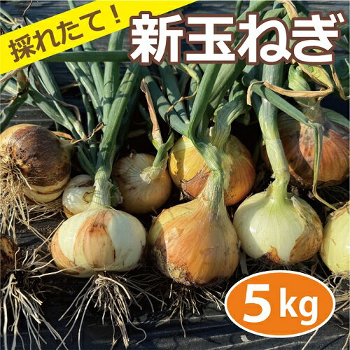 農薬・化学肥料・除草剤不使用 玉ねぎ (5kg) サイズ混合 採れたて 直送 極早生 早採れ 新玉葱 新たまねぎ たまねぎ 玉ネギ 玉ねぎ 大阪産 【健康サポート農園】