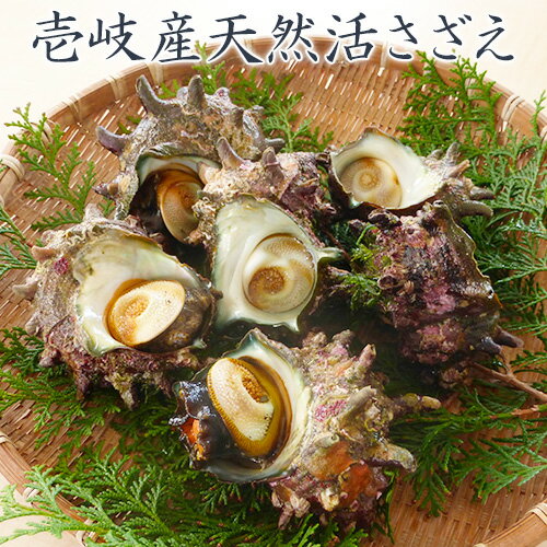 サザエ 壺焼き 天然 ツノサザエ 長崎県産 玄界灘 壱岐産 活 さざえ 1Kg サザエ 産地直送 国産 貝類 貝 お刺身 刺身 さしみ 壺焼き ツボ焼き つぼ焼き 網焼き バーベキュー BBQ バター焼 新鮮 さざえご飯 送料込（北海道・沖縄は別途送料） 